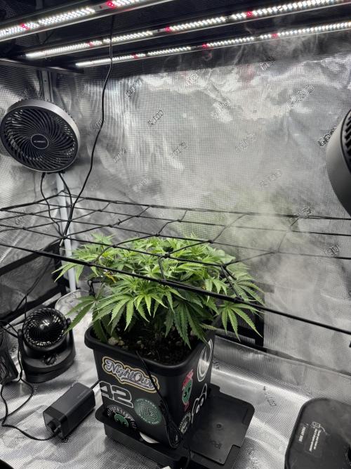 Cherry Paloma. Week 5 - 11/19/25