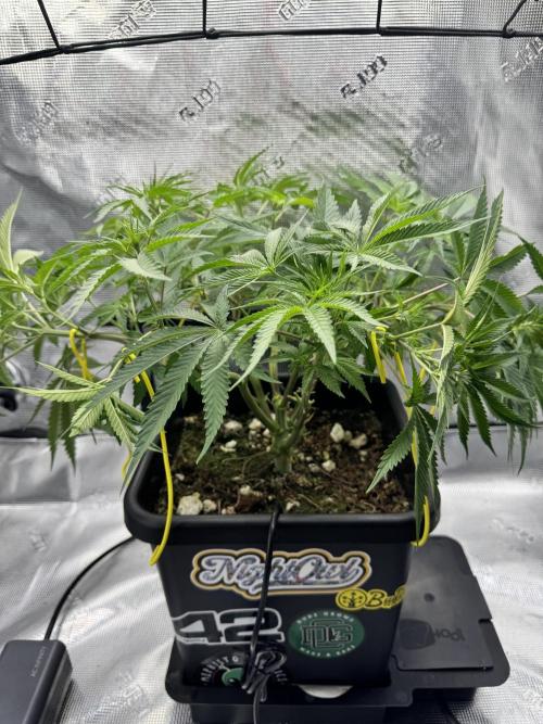 Cherry Paloma. Week 6 - 11/25/25