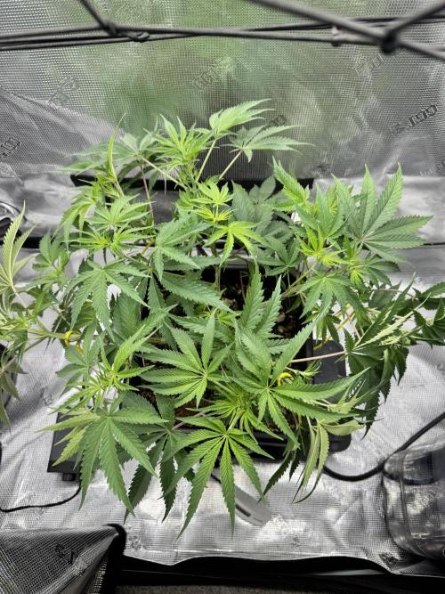 Cherry Paloma. Week 6 - 11/25/25