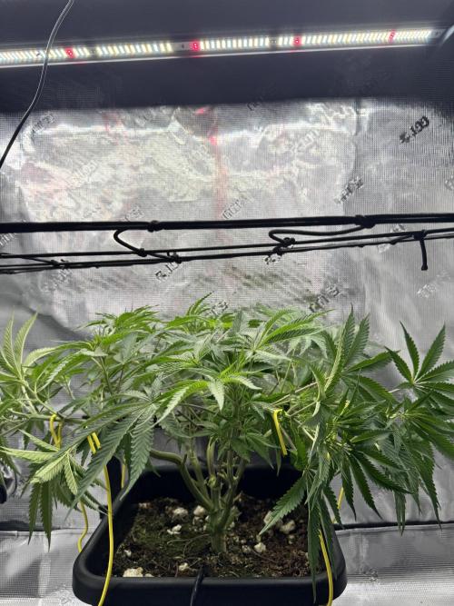 Cherry Paloma. Week 6 - 11/25/25