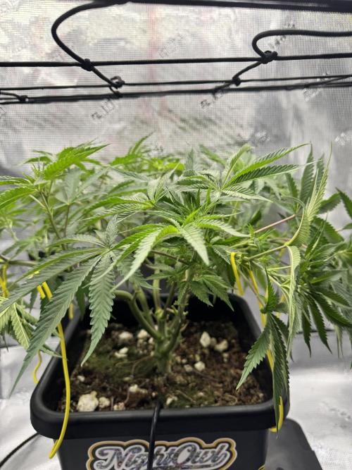 Cherry Paloma. Week 6 - 11/25/25