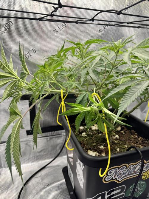 Cherry Paloma. Week 6 - 11/25/25