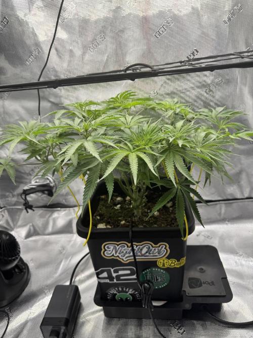 Cherry Paloma. Week 6 - 11/26/25