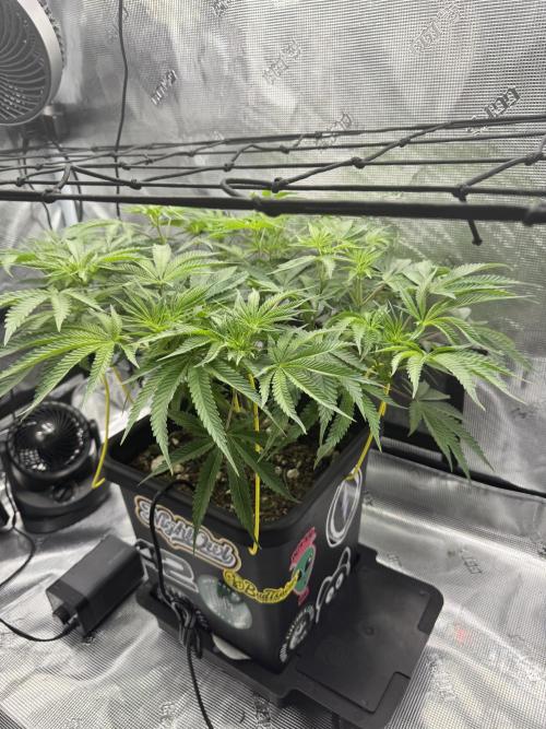 Cherry Paloma. Week 6 - 11/26/25