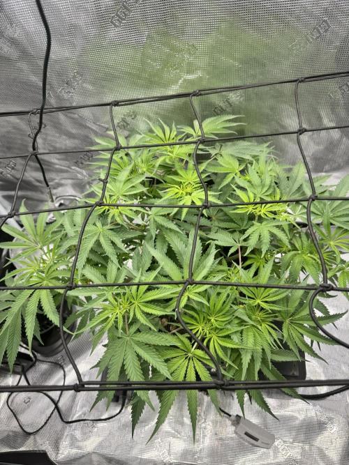 Cherry Paloma. Week 6 - 11/26/25