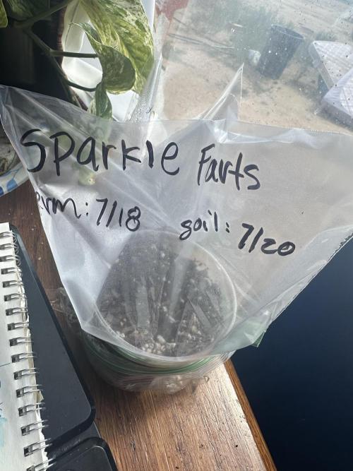 Sassy/Sparkle Farts. Week 0