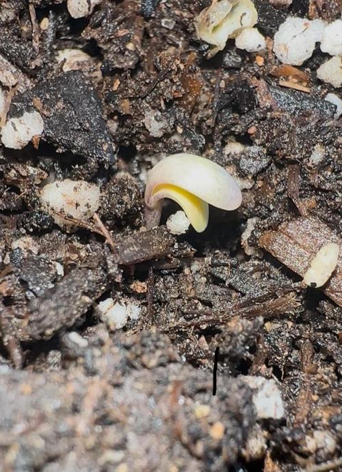 Sassy/Sparkle Farts. Week 0