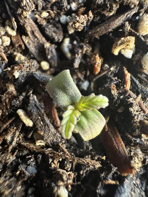 Sassy/Sparkle Farts. Week 0