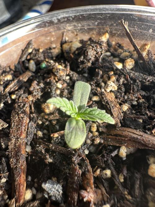 Sassy/Sparkle Farts. Week 0