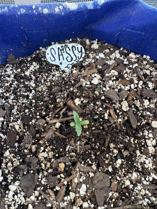 Sassy/Sparkle Farts. Week 1