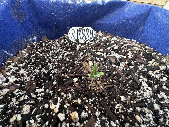 Sassy/Sparkle Farts. Week 1