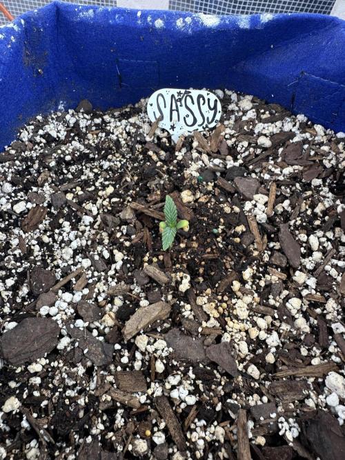 Sassy/Sparkle Farts. Week 1