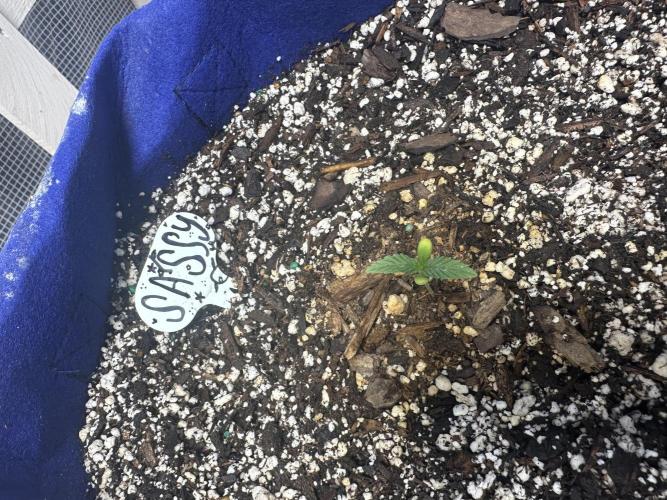 Sassy/Sparkle Farts. Week 1