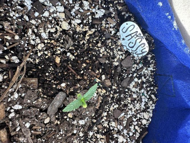 Sassy/Sparkle Farts. Week 1