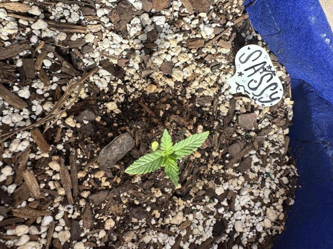 Sassy/Sparkle Farts. Week 1