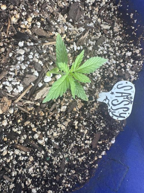 Sassy/Sparkle Farts. Week 2