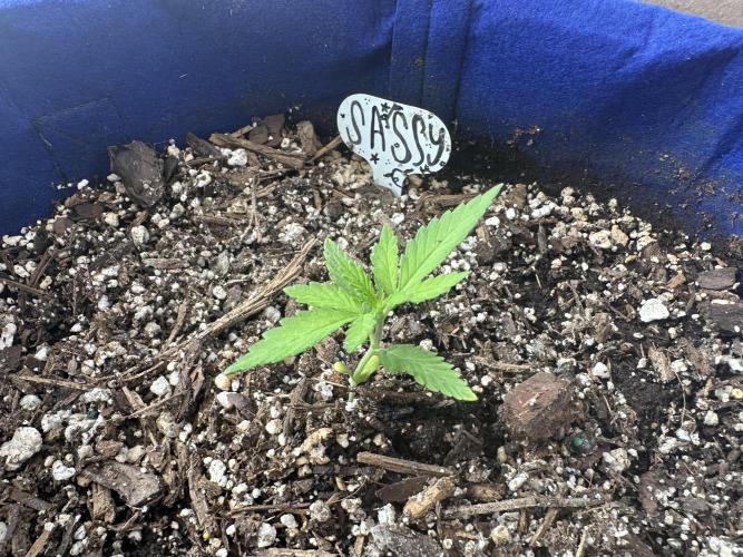 Sassy/Sparkle Farts. Week 2