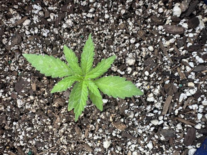 Sassy/Sparkle Farts. Week 2