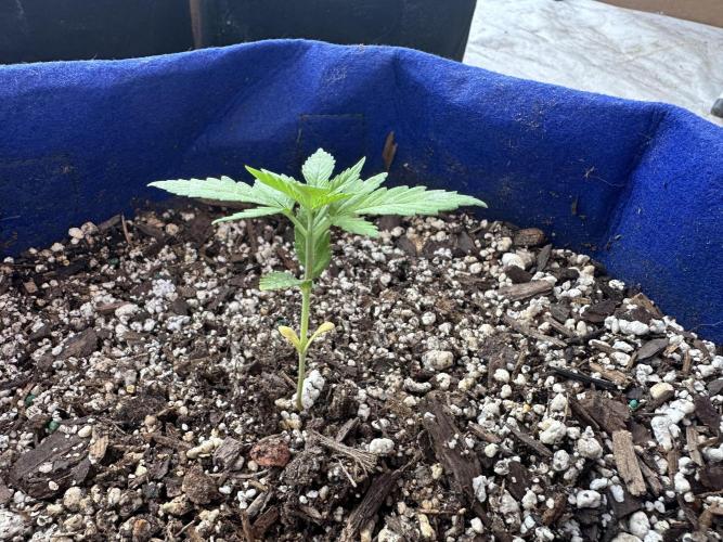 Sassy/Sparkle Farts. Week 2