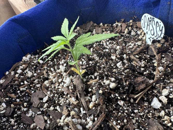 Sassy/Sparkle Farts. Week 2