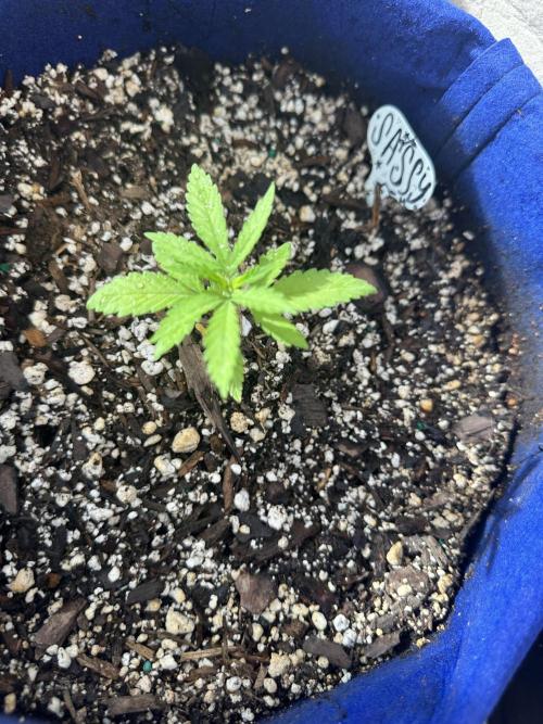 Sassy/Sparkle Farts. Week 2