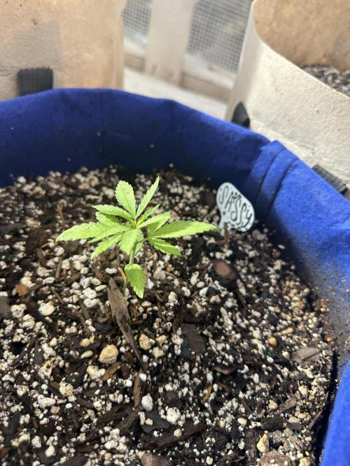 Sassy/Sparkle Farts. Week 2