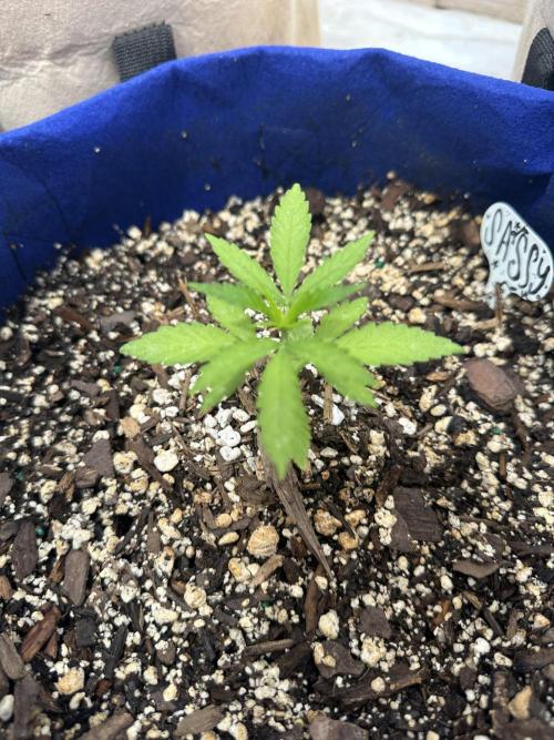 Sassy/Sparkle Farts. Week 2