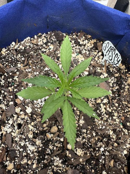 Sassy/Sparkle Farts. Week 2