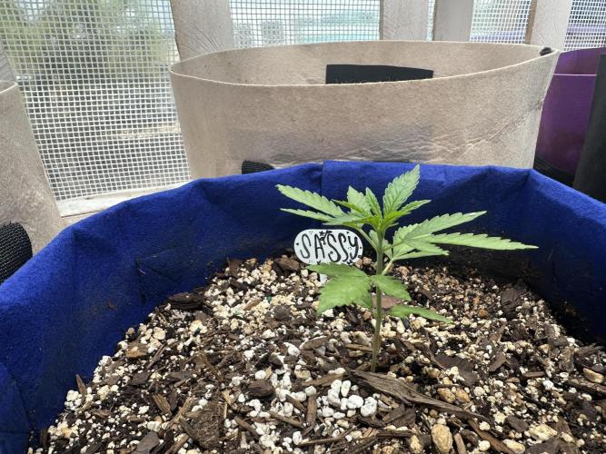 Sassy/Sparkle Farts. Week 2