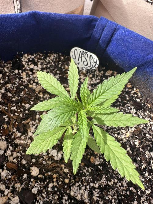 Sassy/Sparkle Farts. Week 2