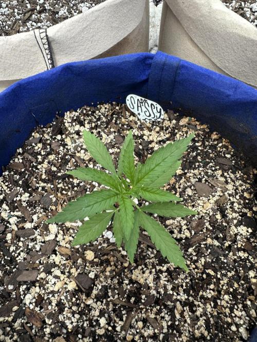 Sassy/Sparkle Farts. Week 3