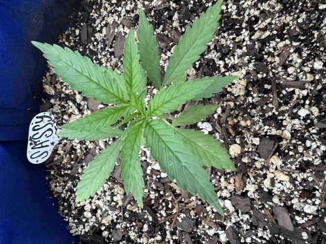 Sassy/Sparkle Farts. Week 3