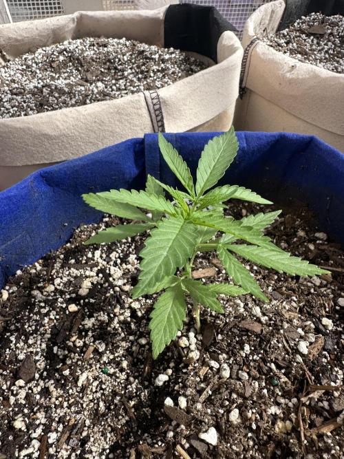 Sassy/Sparkle Farts. Week 3