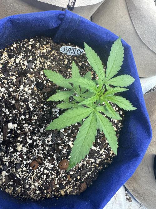 Sassy/Sparkle Farts. Week 3