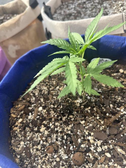 Sassy/Sparkle Farts. Week 3