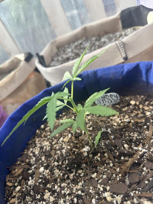 Sassy/Sparkle Farts. Week 3