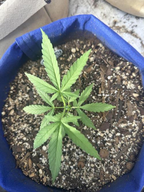 Sassy/Sparkle Farts. Week 3