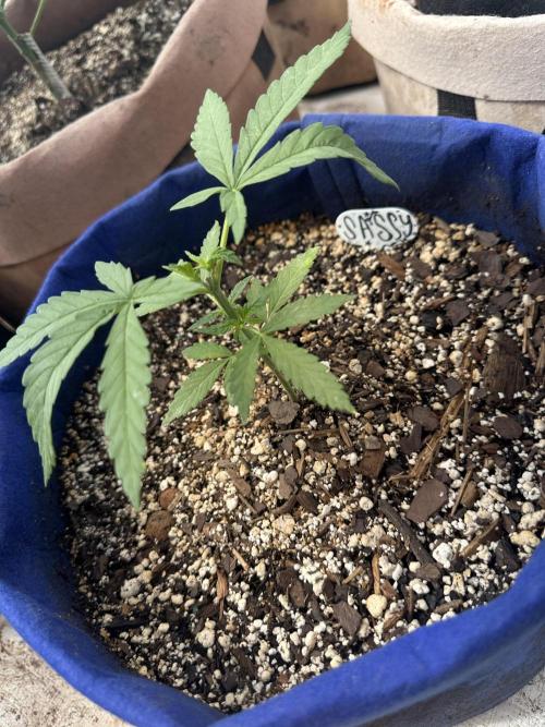 Sassy/Sparkle Farts. Week 4