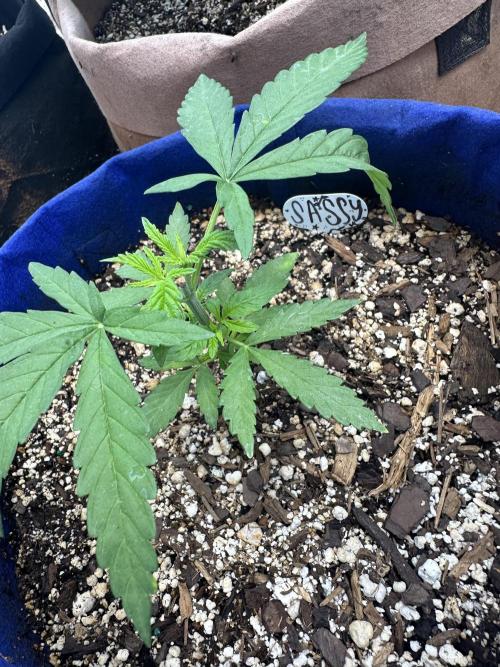 Sassy/Sparkle Farts. Week 4