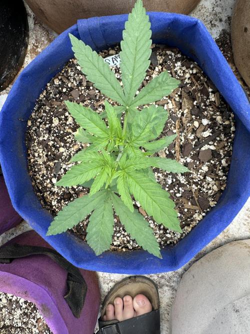 Sassy/Sparkle Farts. Week 4