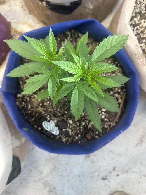 Sassy/Sparkle Farts. Week 4