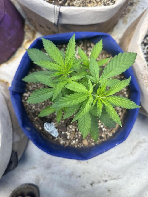 Sassy/Sparkle Farts. Week 4