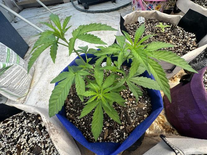 Sassy/Sparkle Farts. Week 5