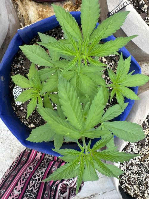 Sassy/Sparkle Farts. Week 5