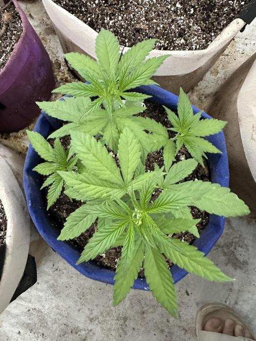 Sassy/Sparkle Farts. Week 5