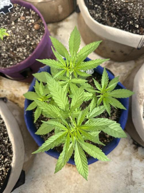 Sassy/Sparkle Farts. Week 5