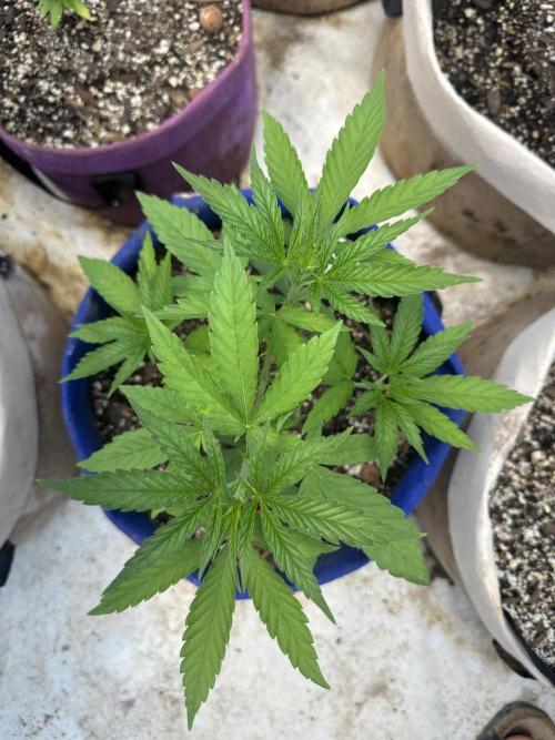 Sassy/Sparkle Farts. Week 5