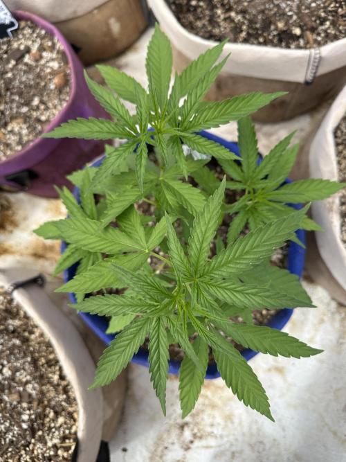 Sassy/Sparkle Farts. Week 5