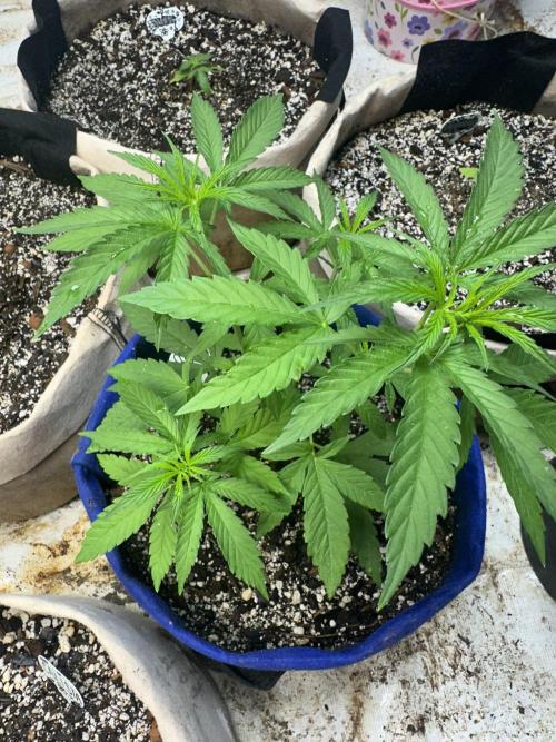 Sassy/Sparkle Farts. Week 6