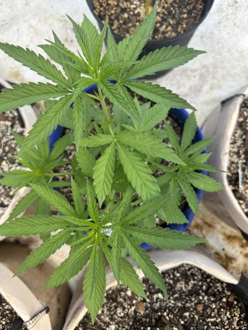 Sassy/Sparkle Farts. Week 6